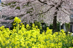 菜の花×さくら