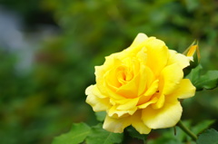 薔薇に挑戦３