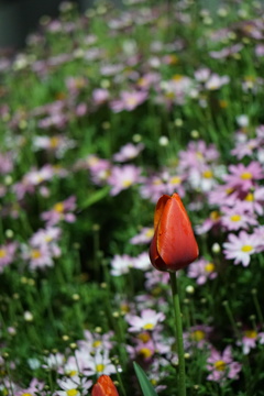 チューリップとなんだろ、この花