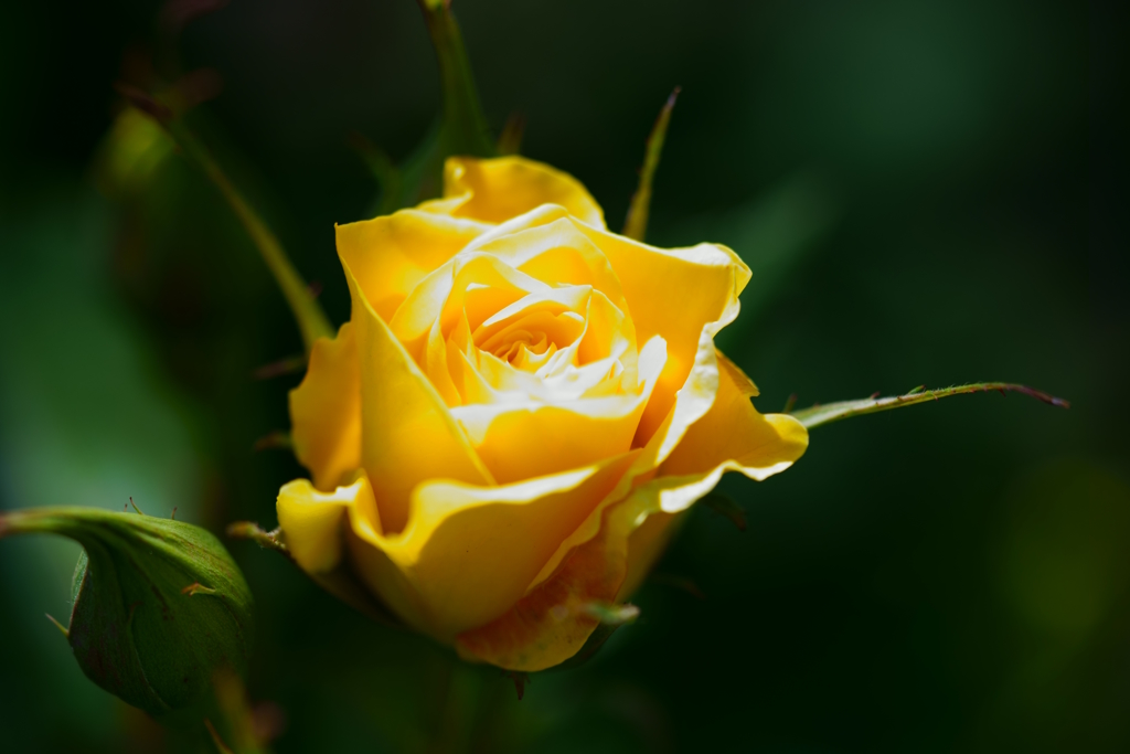 薔薇にスポット光を。