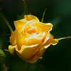薔薇にスポット光を。