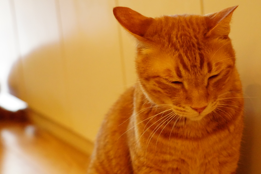 眠そう…