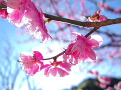 梅の花、会話中