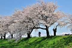 桜ロード