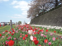 桜とチューリップ