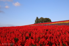 The red carpet