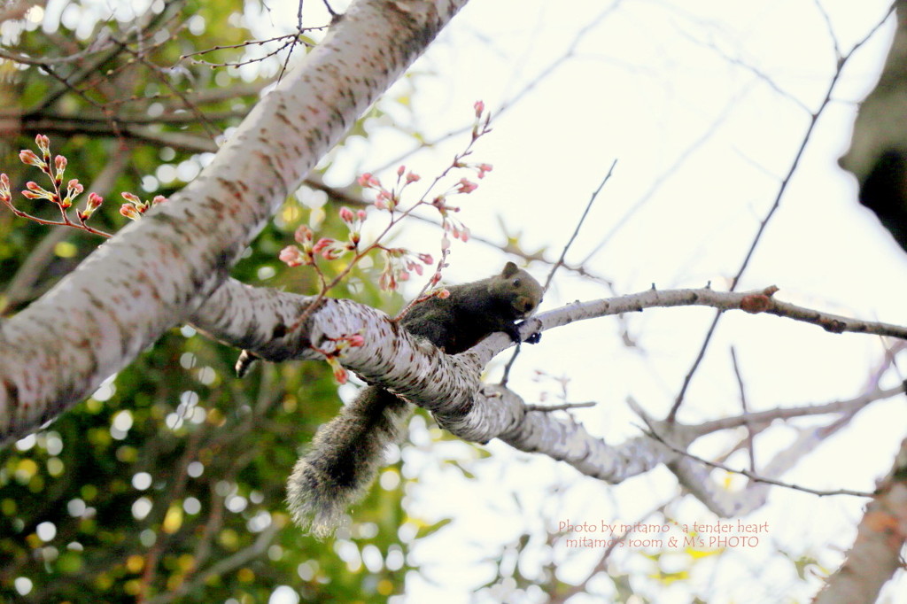 まぁ～だ　だよ。