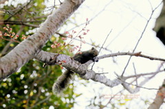 まぁ～だ　だよ。