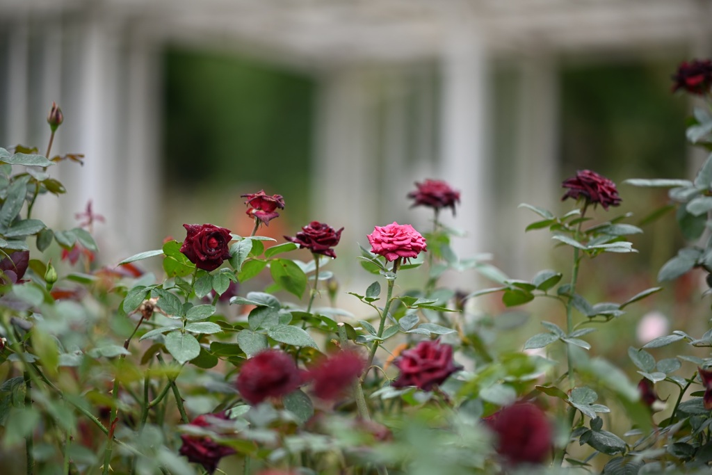 大船フラワーセンターの秋薔薇