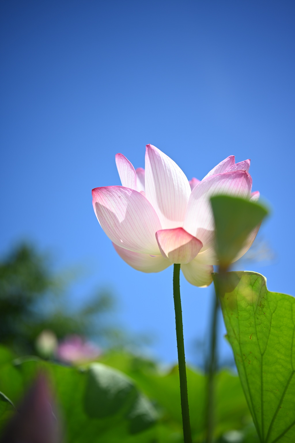 夏の大船フラワーセンター