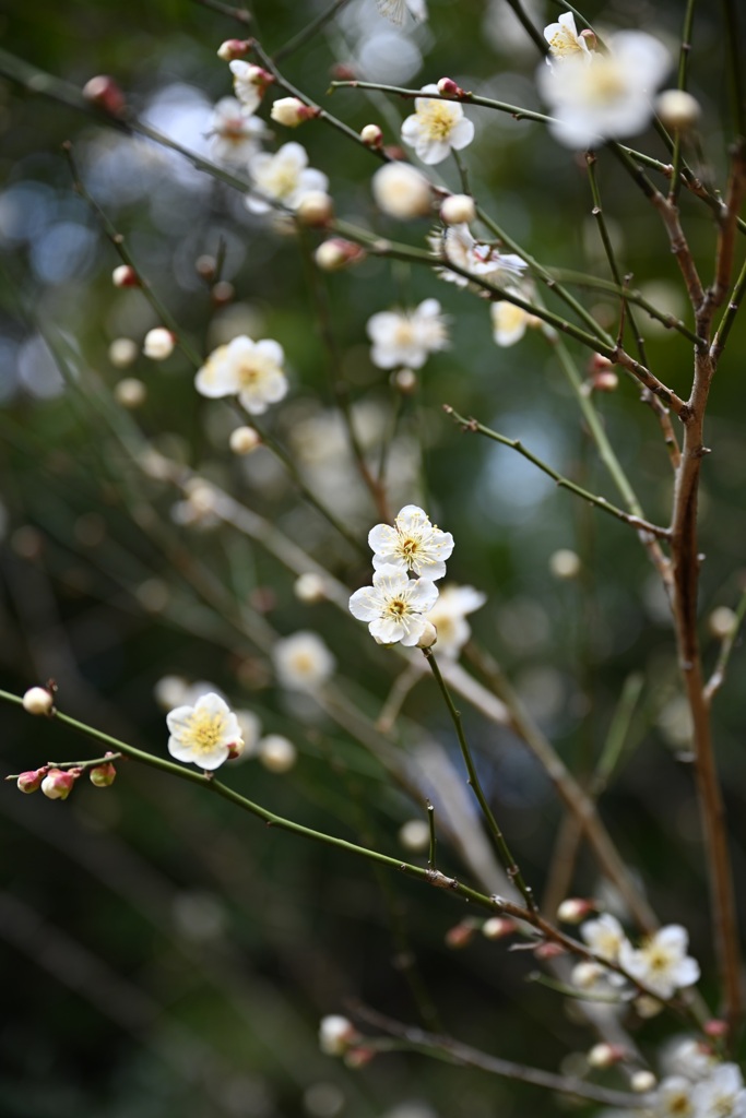 金沢自然公園の梅
