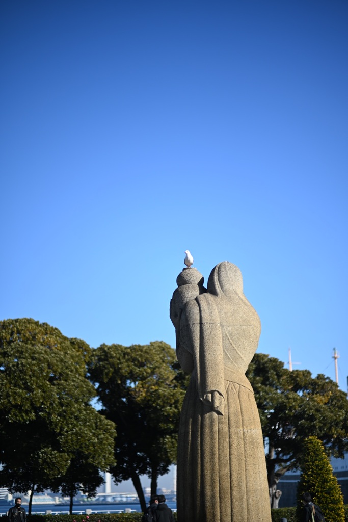 山下公園のユリカモメ