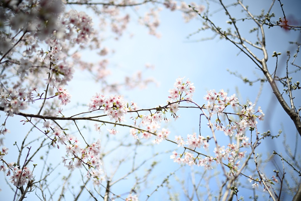 横浜イングリッシュガーデンの玉縄桜