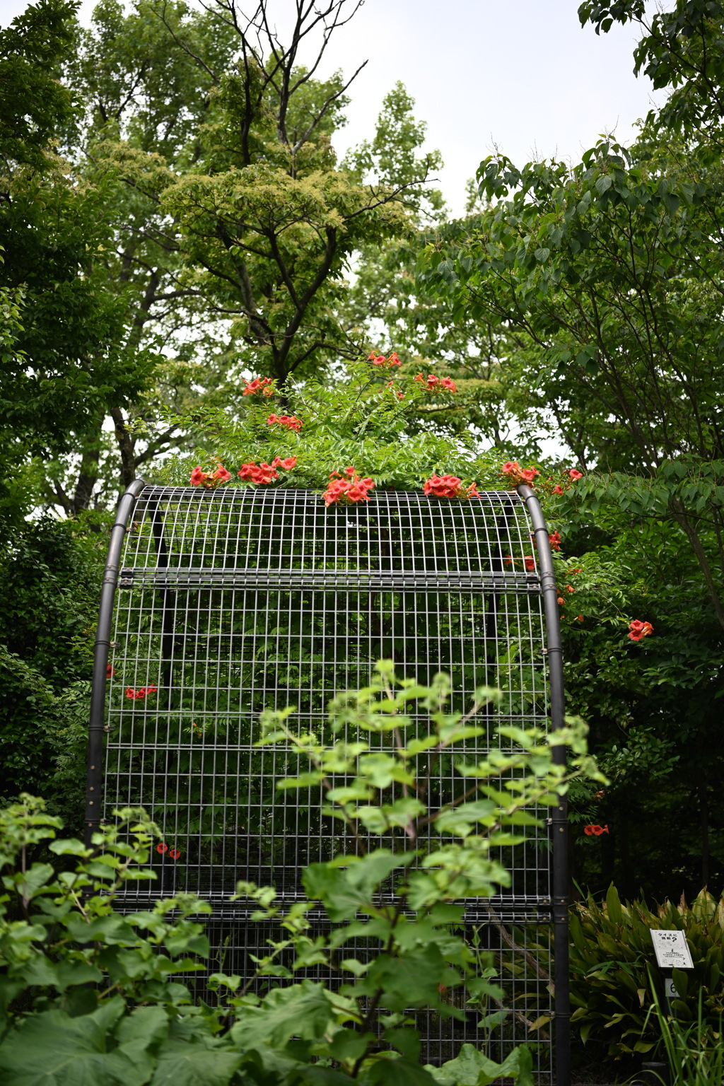 横浜市こども植物園のノウゼンカズラ