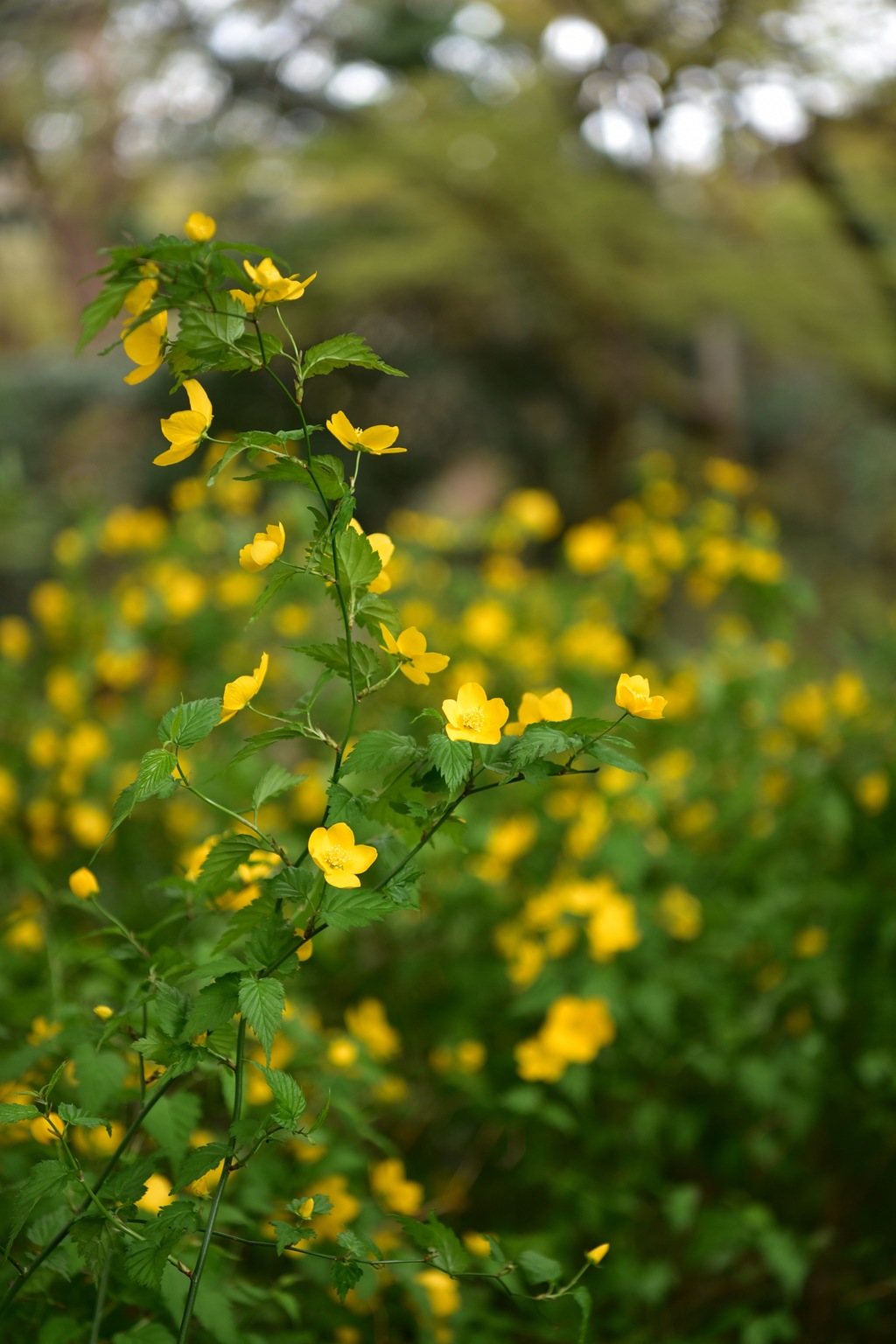 横浜市こども植物園のヤマブキ