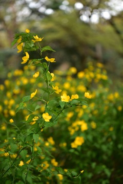 横浜市こども植物園のヤマブキ