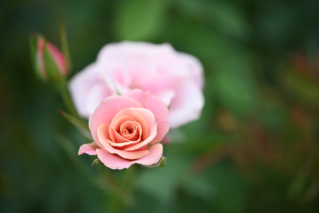 花菜ガーデンの秋薔薇