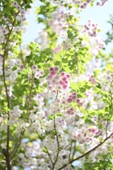 横浜イングリッシュガーデンの八重桜