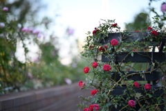 山下公園の秋薔薇