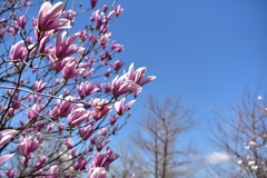 花菜ガーデンのマグノリア