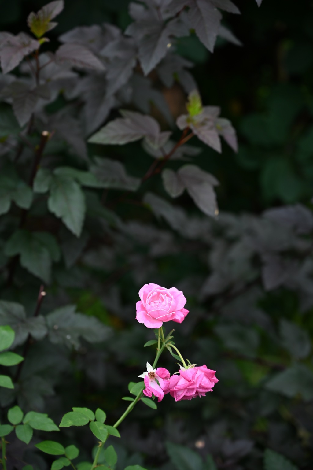 花菜ガーデンの薔薇