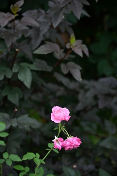 花菜ガーデンの薔薇