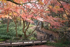 横浜市こども植物園の紅葉