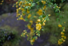海蔵寺のヤマブキ