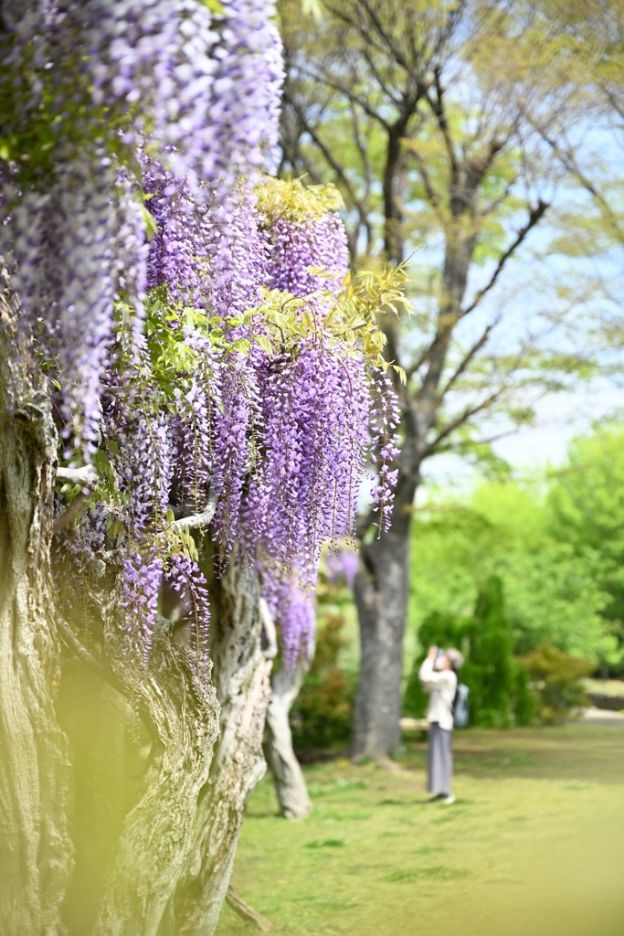 大船フラワーセンターの藤