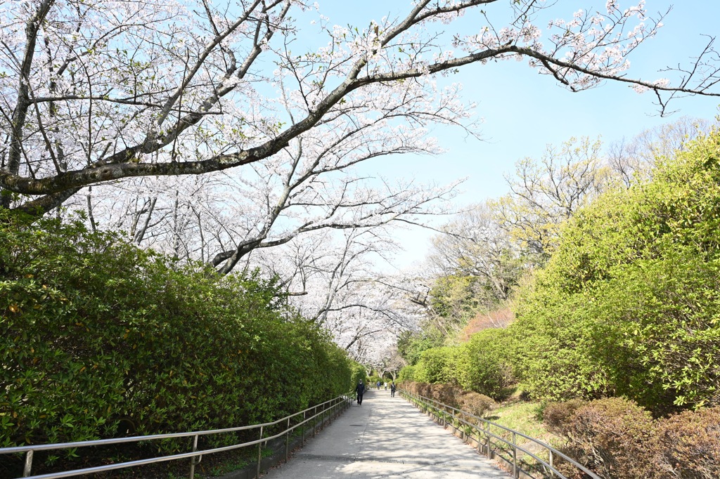 久良岐公園の桜
