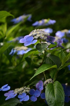 横浜市こども植物園の紫陽花