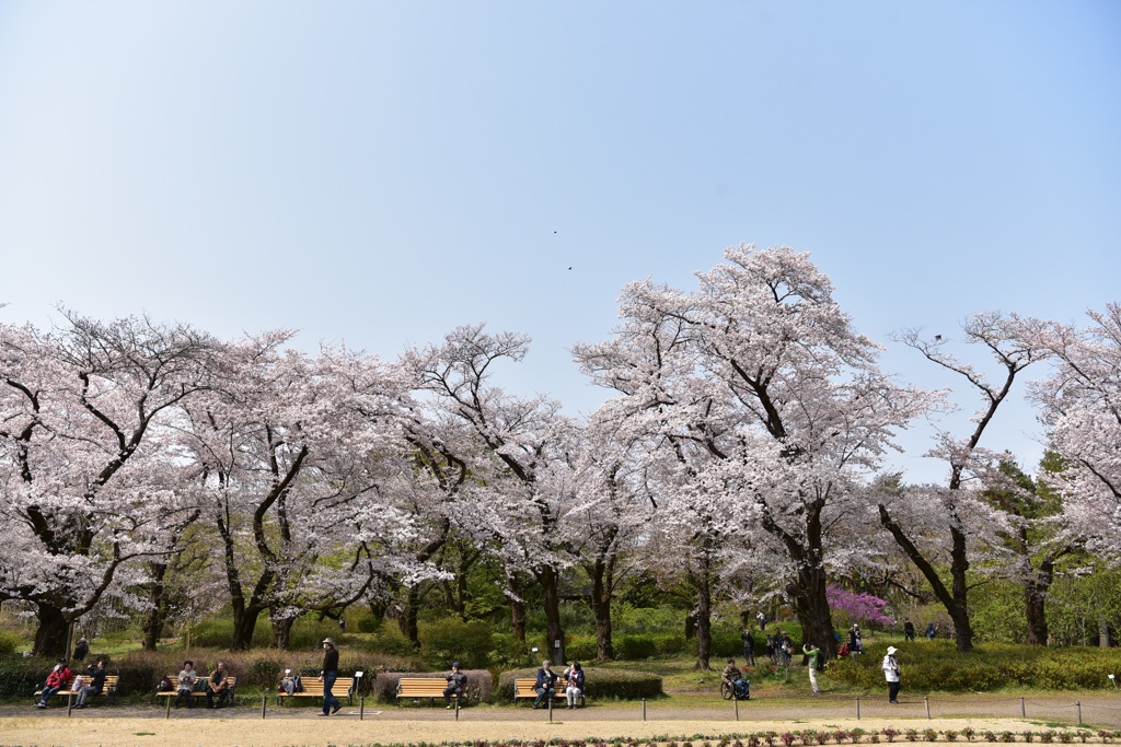 桜の木の下で