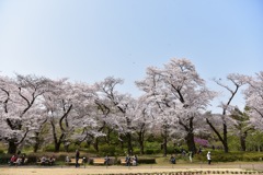 桜の木の下で