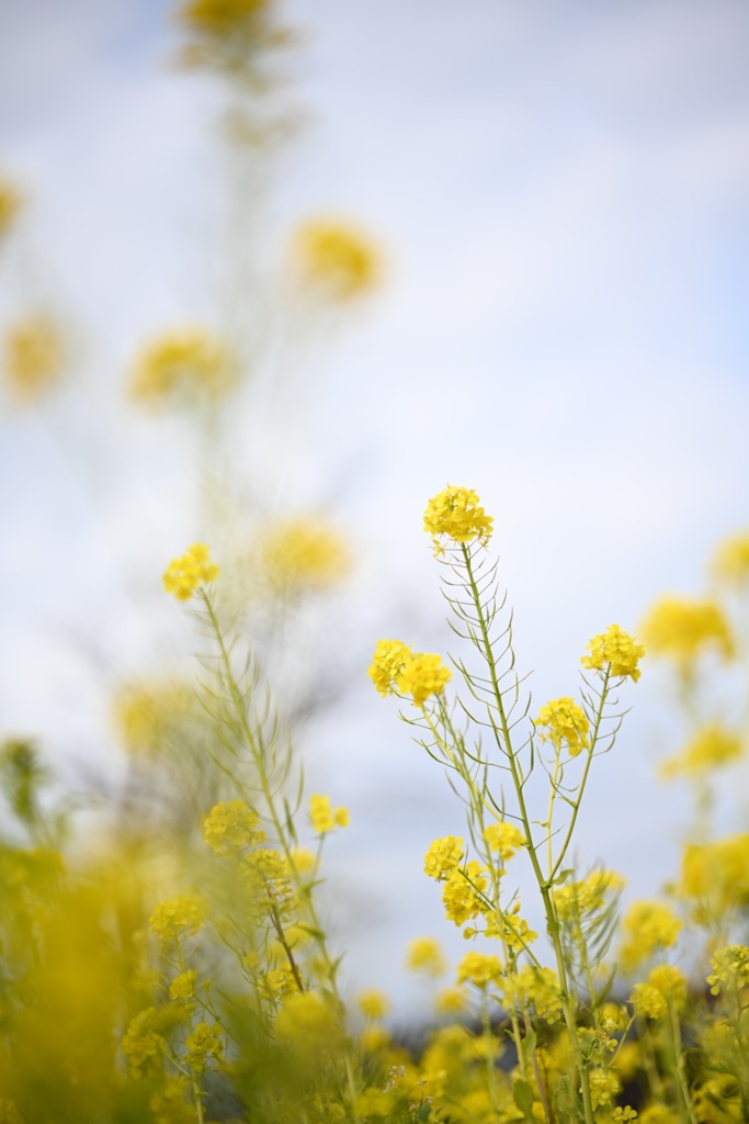 くりはま花の国の菜の花