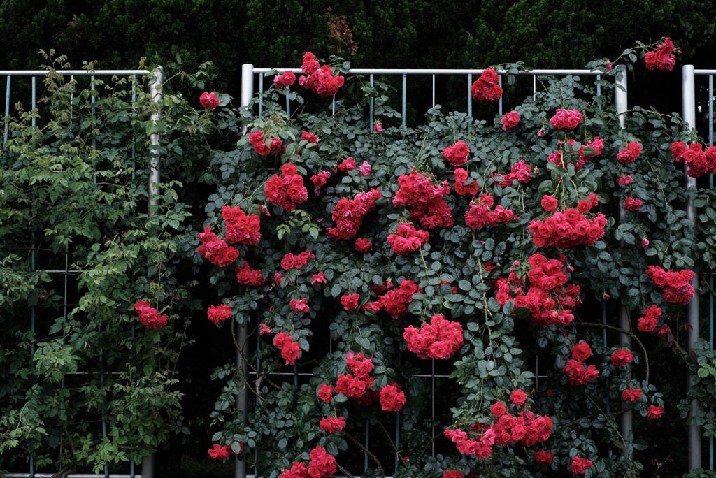 最近⁈の薔薇