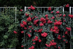 最近⁈の薔薇