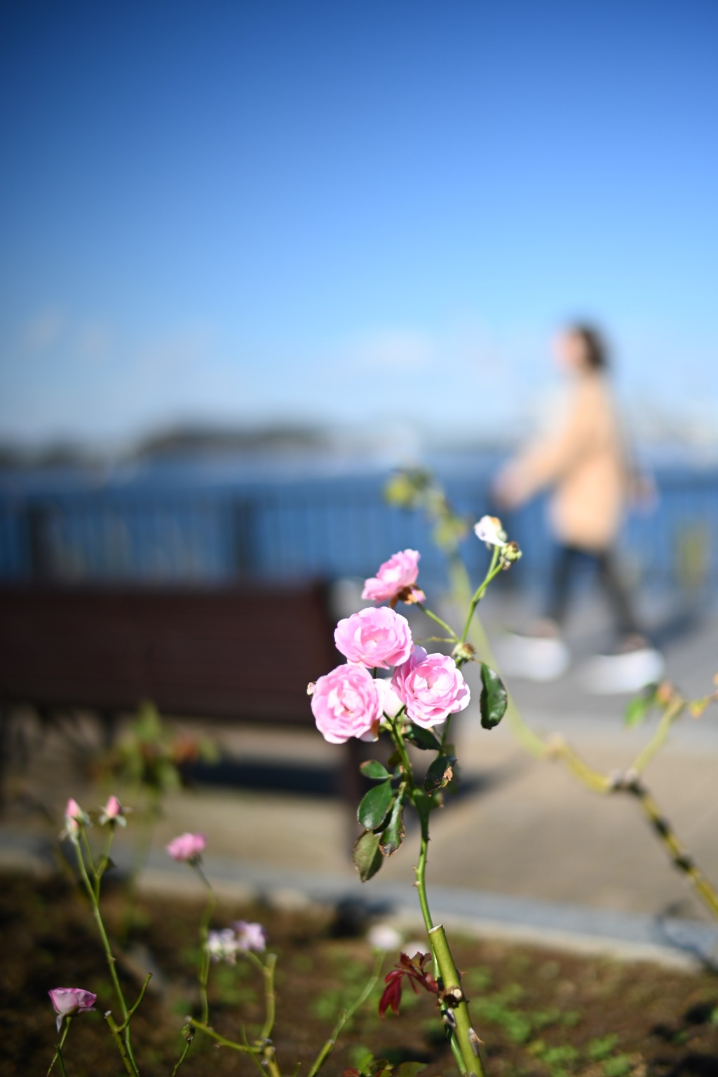 ヴェルニー公園の秋薔薇