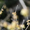 こども植物園のロウバイ