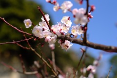 三渓園の梅