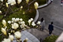 横浜散歩