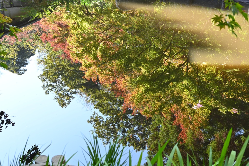 久良岐公園の紅葉