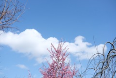 オカメ桜と白い雲