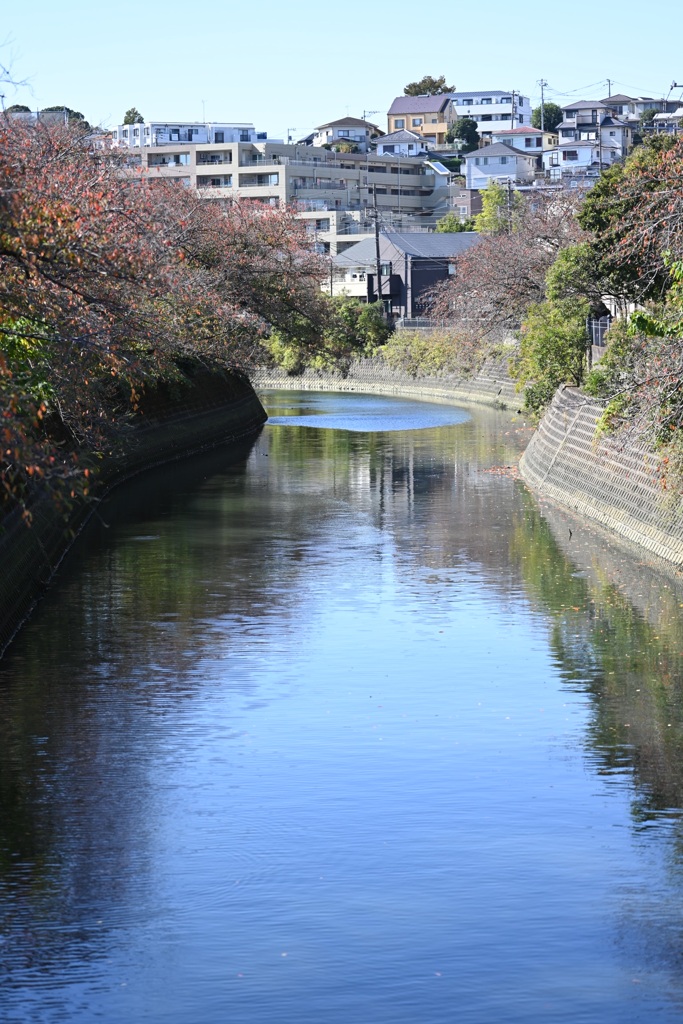 桜の名所　大岡川