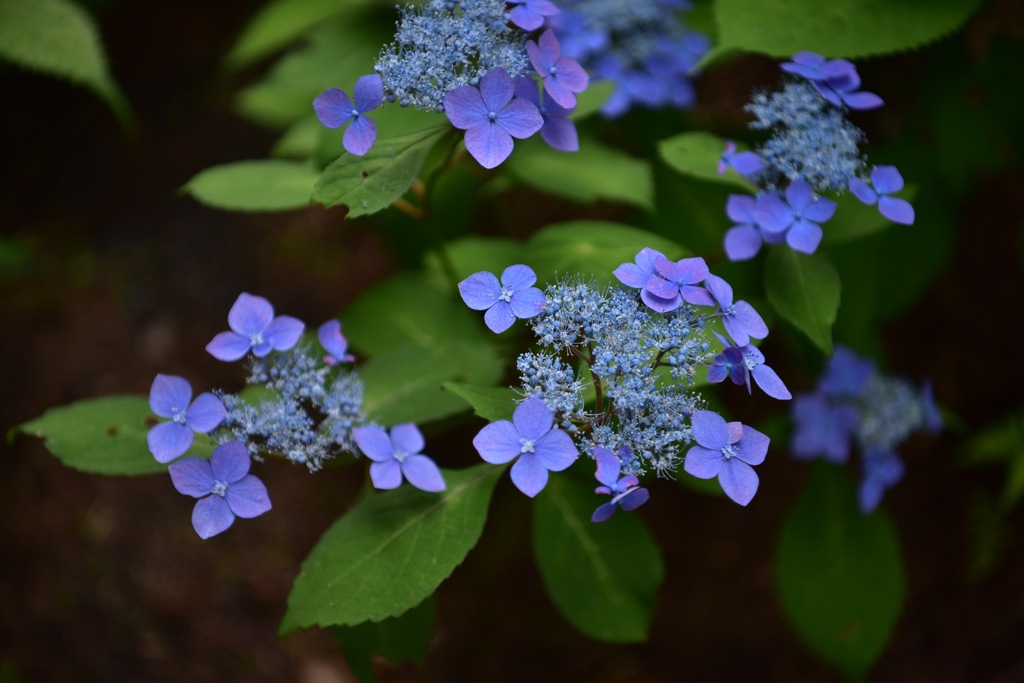 山紫陽花