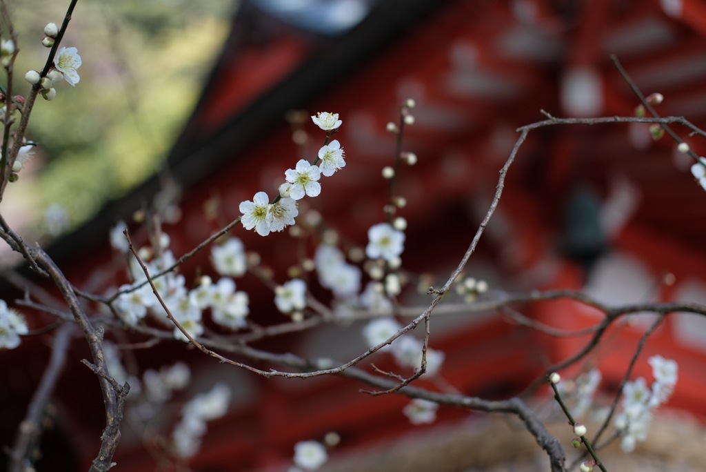 荏柄天神社の梅