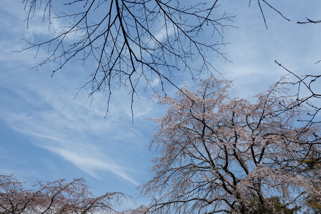 安国論寺の枝垂れ桜