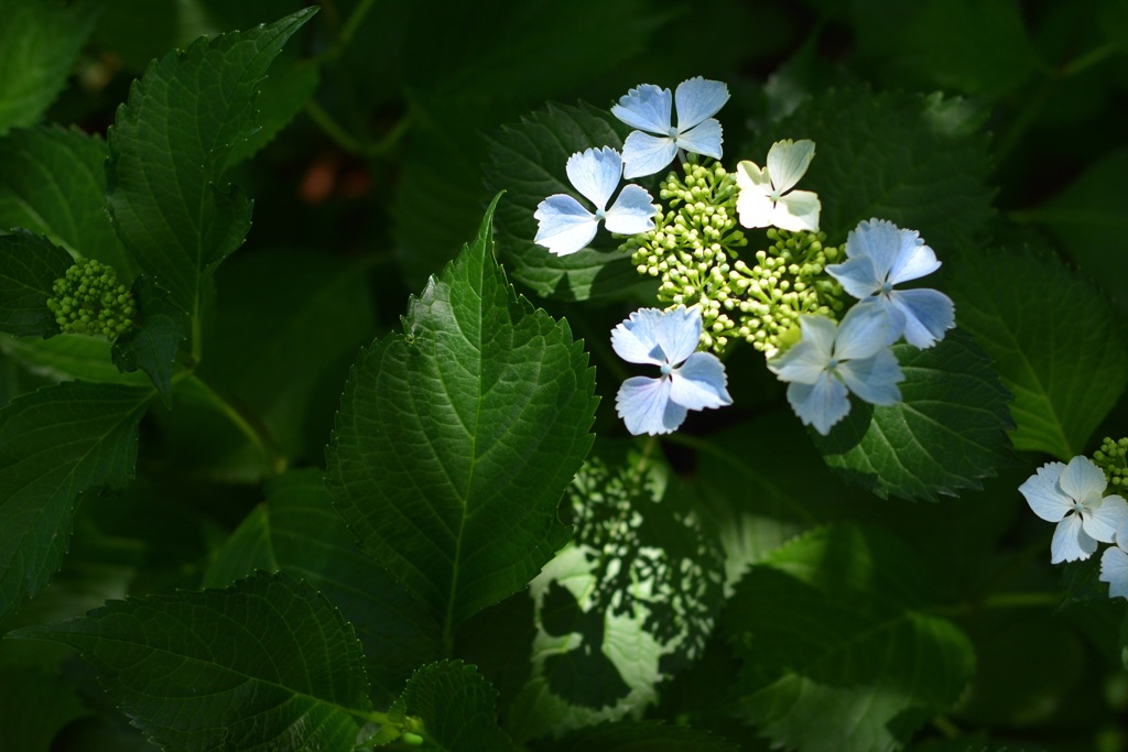 横浜イングリッシュガーデンの紫陽花