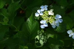 横浜イングリッシュガーデンの紫陽花