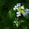 横浜イングリッシュガーデンの紫陽花