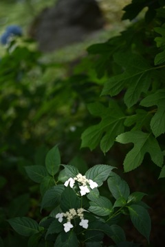 横浜公園の紫陽花